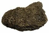 Fossil Tyrannosaur (T rex) Vertebra Section - Wyoming #350473-1